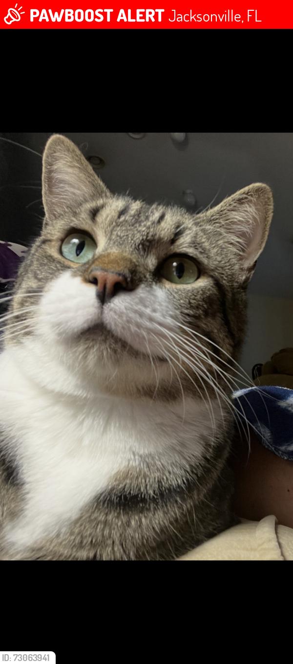 Lost Male Cat last seen POW-MIA highway, Jacksonville, FL 32221