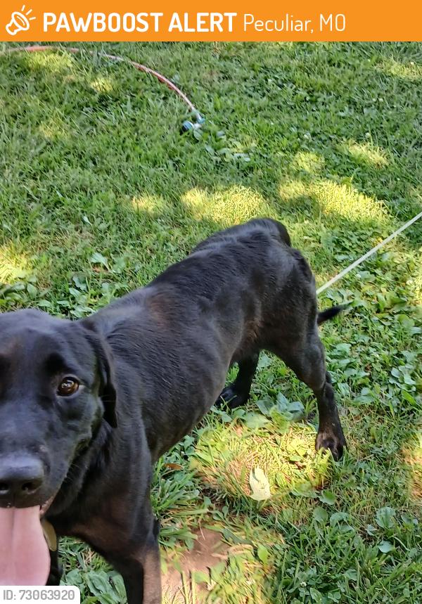 Found/Stray Male Dog last seen 1st & Broadway, Peculiar MO, Peculiar, MO 64078