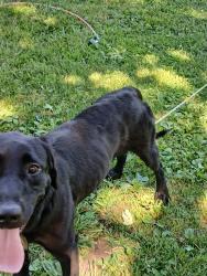 Found/Stray Male Dog last seen 1st & Broadway, Peculiar MO, Peculiar, MO 64078
