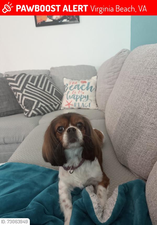 Lost Female Dog last seen spence crossing, Virginia Beach, VA 23456