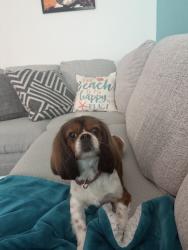 Lost Female Dog last seen spence crossing, Virginia Beach, VA 23456