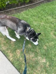 Reunited Male Dog last seen Gated community West Covina, West Covina, CA 91792