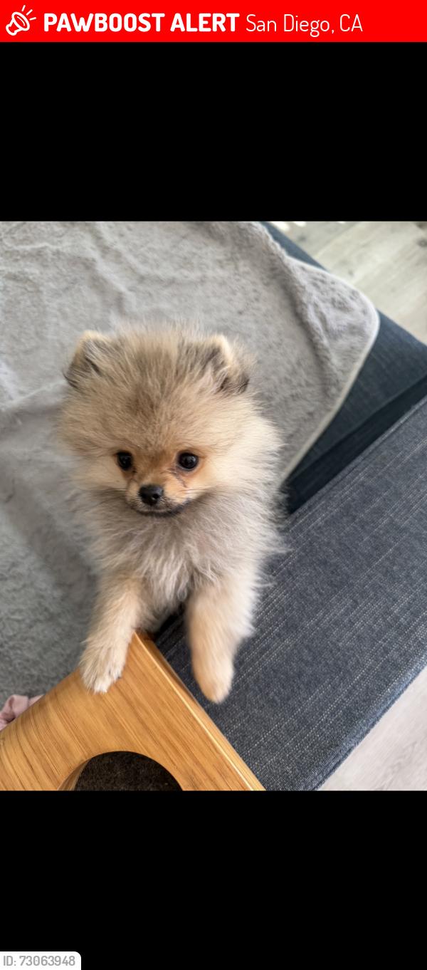 Lost Male Dog last seen Meade and Idaho, San Diego, CA 92116