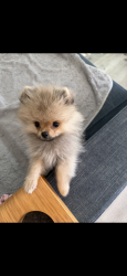 Lost Male Dog last seen Meade and Idaho, San Diego, CA 92116