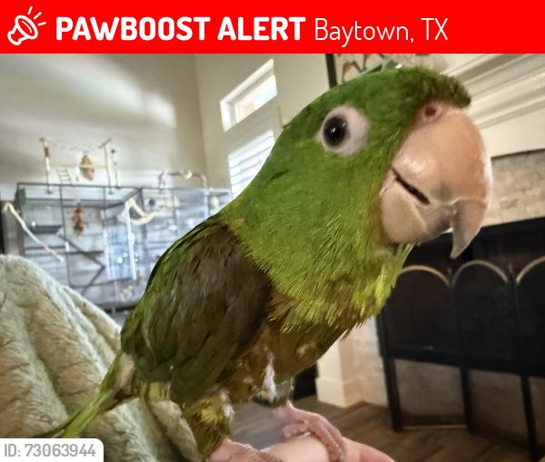Lost Male Bird last seen Majestic drive Baytown Texas, Baytown, TX 77523