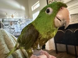 Lost Male Bird last seen Majestic drive Baytown Texas, Baytown, TX 77523