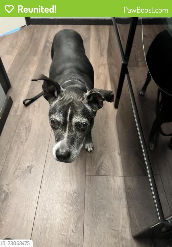 Reunited Female Dog last seen Orchard Dr., Melbourne grand Haven, Grand Haven, FL 32940