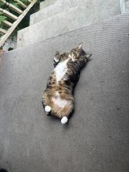 Lost Male Cat last seen King and Dufferin, Toronto, ON M6K 2E9