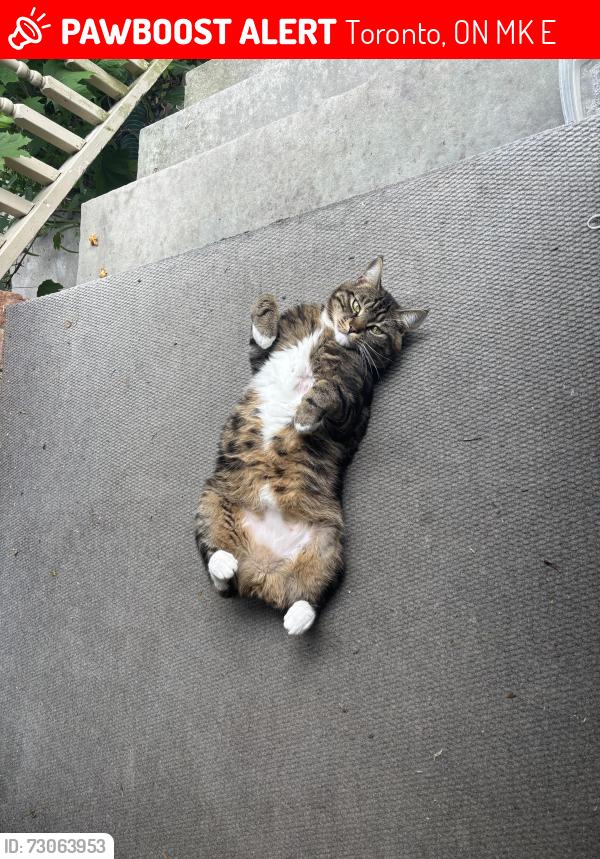Lost Male Cat last seen King and Dufferin, Toronto, ON M6K 2E9