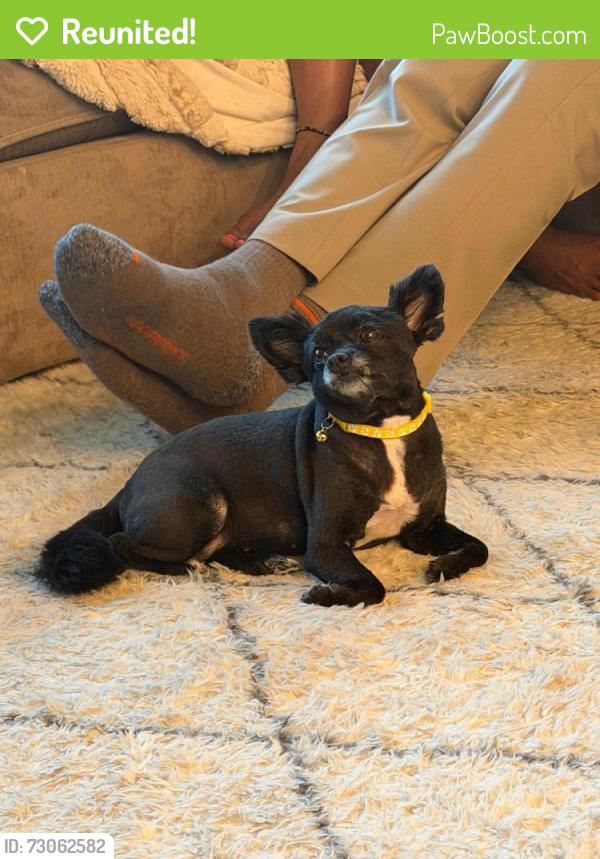 Reunited Female Dog last seen Near E. Capitol St. SE , Washington, DC 20019