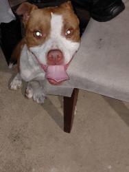 Found/Stray Male Dog last seen Ditman and wellington, Philadelphia, PA 19135