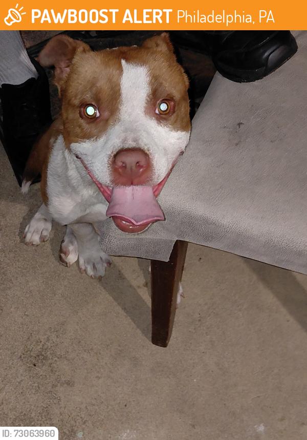 Found/Stray Male Dog last seen Ditman and wellington, Philadelphia, PA 19135