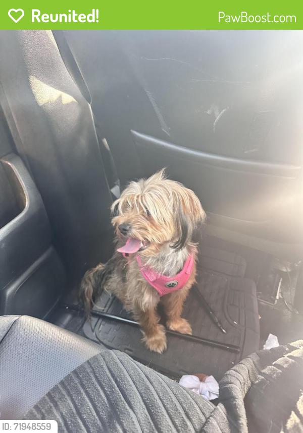 Reunited Female Dog last seen Between pacific hwy and s 288th , Kent, WA 98032