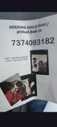 Lost Male Dog last seen Lytton lane, Dale, TX 78616