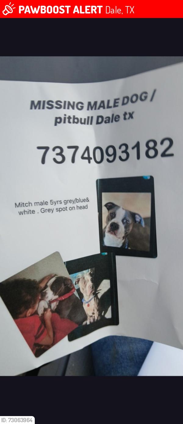 Lost Male Dog last seen Lytton lane, Dale, TX 78616