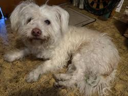 Reunited Male Dog last seen Fruitvale & 580, Oakland, CA 94602