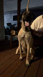Found/Stray Male Dog last seen Western And 221st, Torrance, CA 90501