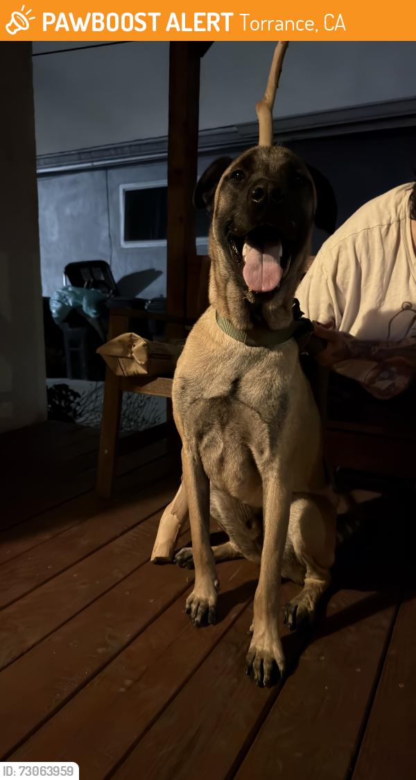 Found/Stray Male Dog last seen Western And 221st, Torrance, CA 90501