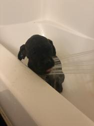 Lost Male Dog last seen McSpadden Bookbinery, Shawnee, OK 74801
