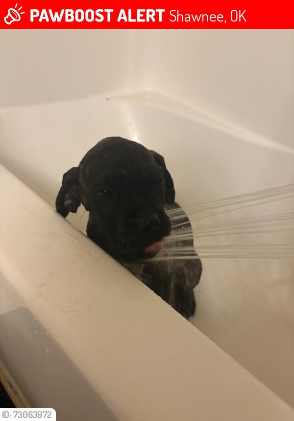 Lost Male Dog last seen McSpadden Bookbinery, Shawnee, OK 74801
