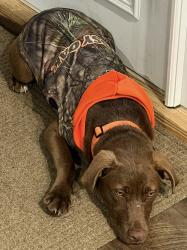 Reunited Male Dog last seen Near Giles Rd, Linden, NC 28356, Linden, NC 28356
