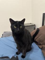 Reunited Male Cat last seen Hillside Ave, Queens, NY 11426