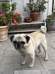 Lost Male Dog last seen La Paz Dr 92114, San Diego, CA 92114