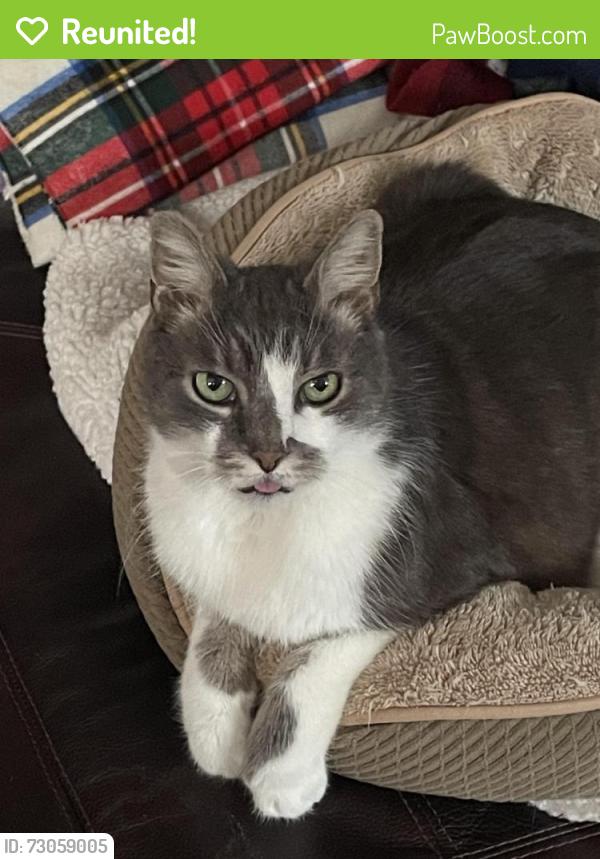 Reunited Male Cat last seen Harper and state road, Drexel Hill, PA 19026