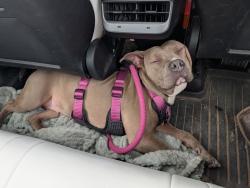 Lost Female Dog last seen Near and 1585, Slaton, TX 79364