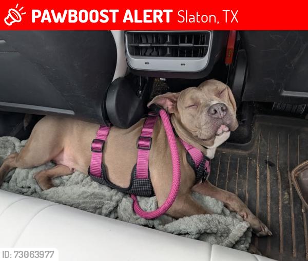 Lost Female Dog last seen Near and 1585, Slaton, TX 79364