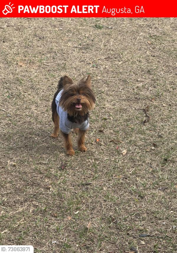 Lost Male Dog last seen Tobacco Rd. Augusta Ga 30906, Augusta, GA 30906