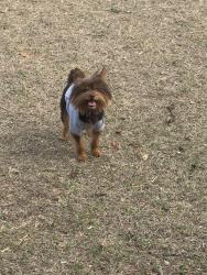 Lost Male Dog last seen Tobacco Rd. Augusta Ga 30906, Augusta, GA 30906