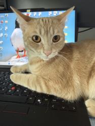 Reunited Female Cat last seen burnhamthorpe and dixie, Mississauga, ON L4X 2R1