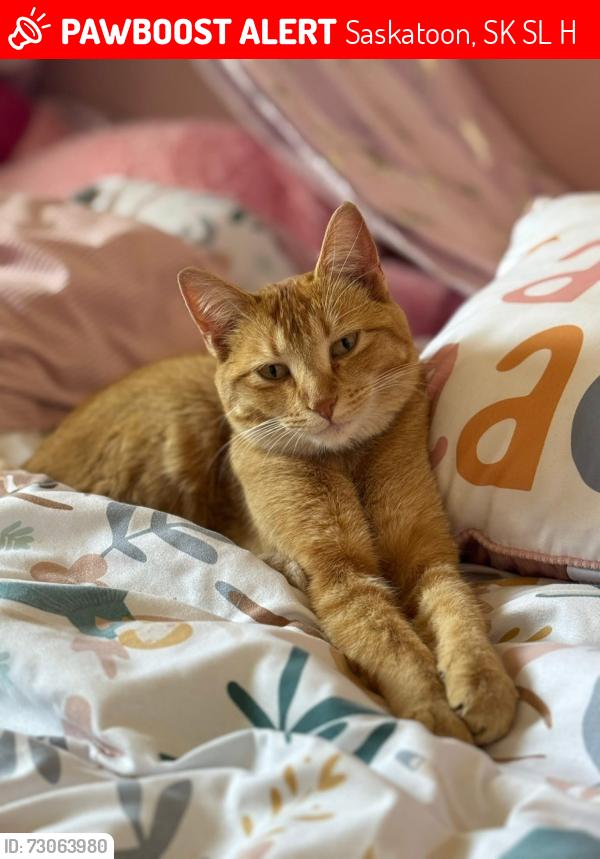 Lost Female Cat last seen Richardson Road and Hall Crescent, Saskatoon, SK S7L 7H4