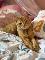 Lost Female Cat last seen Richardson Road and Hall Crescent, Saskatoon, SK S7L 7H4