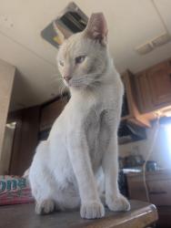 Lost Male Cat last seen peoria and grand ave, Peoria, AZ 85345