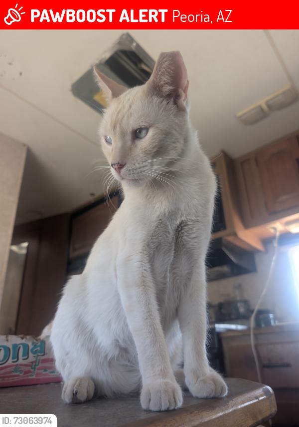 Lost Male Cat last seen peoria and grand ave, Peoria, AZ 85345