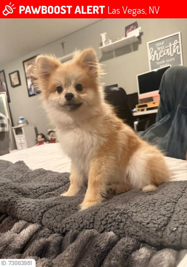 Lost Male Dog last seen Near Townhouse Dr, Las Vegas, NV 89121
