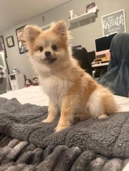 Lost Male Dog last seen Near Townhouse Dr, Las Vegas, NV 89121
