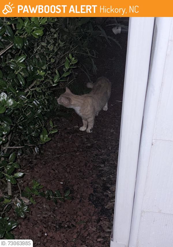 Found/Stray Unknown Cat last seen 11th st circle, Hickory, NC 28601