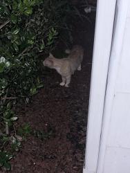 Found/Stray Unknown Cat last seen 11th st circle, Hickory, NC 28601