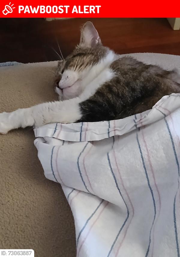 Lost Male Cat last seen He runs in the wooded areas behind the homes on Taylor Ave, Ft.Wash. MD 20744, Fort Washington, MD 20744