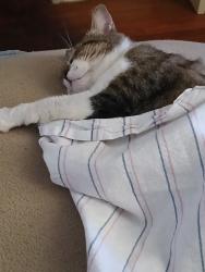 Lost Male Cat last seen He runs in the wooded areas behind the homes on Taylor Ave, Ft.Wash. MD 20744, Fort Washington, MD 20744