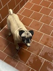Shelter Stray Female Dog last seen Near blk pepper mill-EV, EVERMAN, TX, 3961 Bluebell Dr, Everman, TX 76140, USA
