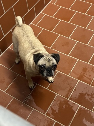 Shelter Stray Female Dog last seen Near blk pepper mill-EV, EVERMAN, TX, 3961 Bluebell Dr, Everman, TX 76140, USA