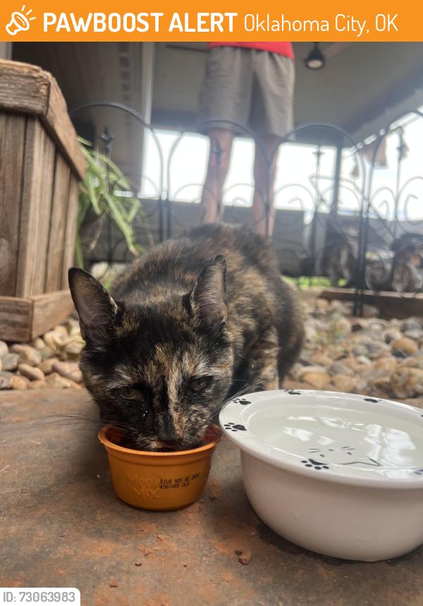 Found/Stray Female Cat last seen 122nd and Penn, Oklahoma City, OK 73120