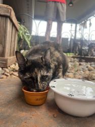 Found/Stray Female Cat last seen 122nd and Penn, Oklahoma City, OK 73120
