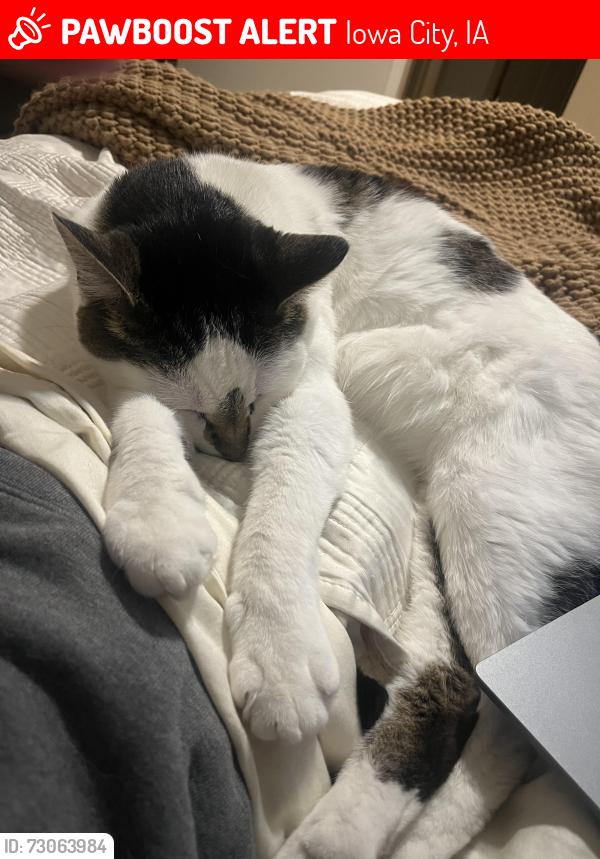 Lost Male Cat last seen Princeton court, Iowa City, IA 52245