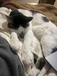 Lost Male Cat last seen Princeton court, Iowa City, IA 52245