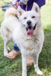 Shelter Stray Male Dog last seen Near Waldrop Cliff Ln, 30034, GA, 3280 Chamblee Dunwoody Rd, Chamblee, GA 30341, USA